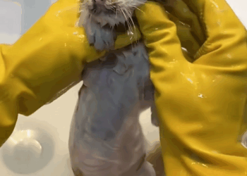 C1110028_kitten fell into sewage pool, kind man rescued her, and…_part2
