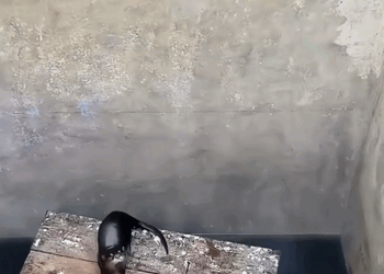 C1110029_little otter seeks help humans to save her companions, so_part2