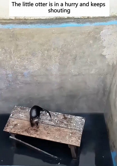C1110029_little otter seeks help humans to save her companions, so_part2