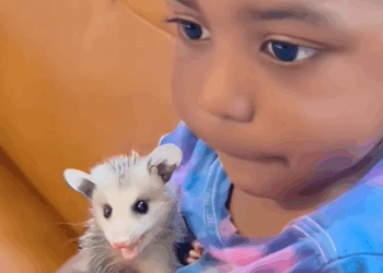 C1110030_kind girl saved poor little possum#lovestory #animals #possum_part2
