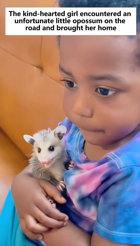 C1110030_kind girl saved poor little possum#lovestory #animals #possum_part2