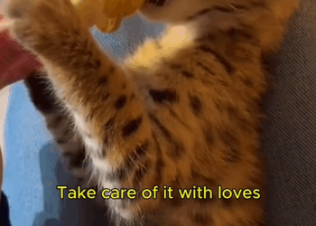 C1310001_Rescued poor abandoned serval cat then #servalcat #lovestory_part2