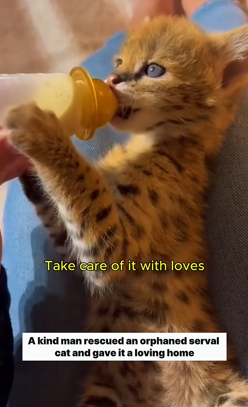 C1310001_Rescued poor abandoned serval cat then #servalcat #lovestory_part2