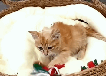 C0110003 In middle of crowded street no one cares about cat_part2