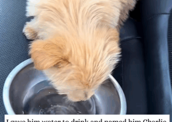 C0210005_puppy chose me then #animal #rescue #puppy #fyp_part2