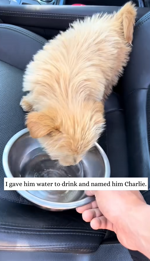 C0210005_puppy chose me then #animal #rescue #puppy #fyp_part2