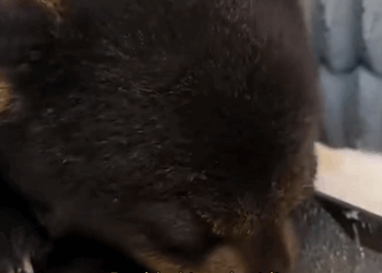 C1310002_Rescuing poor baby bear trapped heartwarming ending #bear #lo…_part2