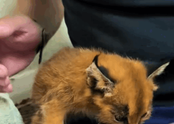 C1310003_woman found lost baby caracal raised it love #caracal #r…_part2
