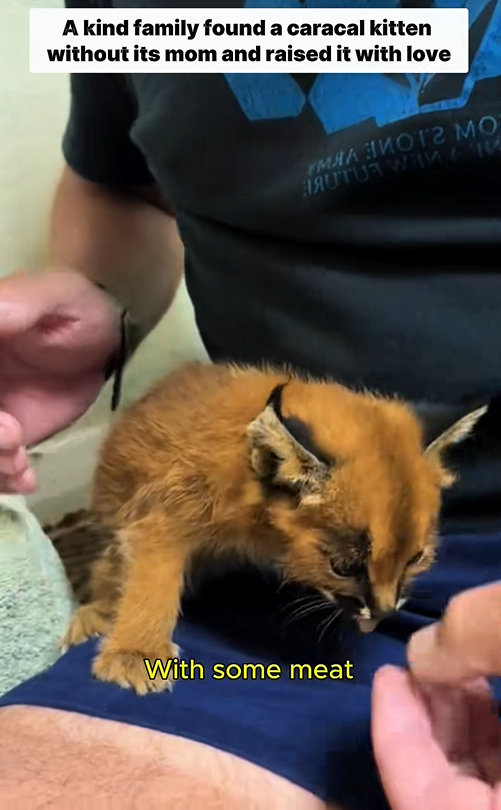 C1310003_woman found lost baby caracal raised it love #caracal #r…_part2