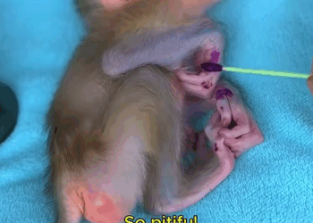 C1310004_Oh baby monkey! Is mom #monkey #rescue #wildanimals #rescueanim…_part2