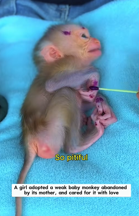 C1310004_Oh baby monkey! Is mom #monkey #rescue #wildanimals #rescueanim…_part2