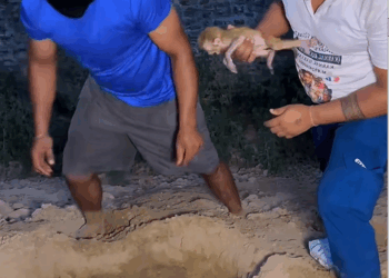 C1310005_Adopted an orphaned baby monkey so much love #monkey #rescue #lo…_part2