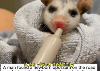 C1310006_found newborn opossum on road gave it life #opossum…_part2