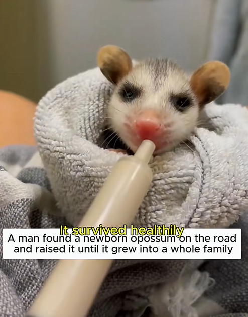 C1310006_found newborn opossum on road gave it life #opossum…_part2