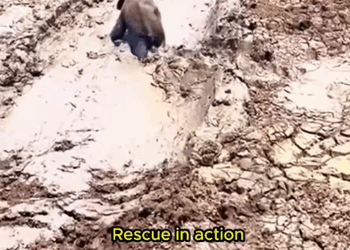 C1310007_heartwarming rescue of an elephant mom her little one #elephant…_part2