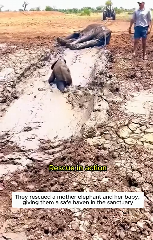 C1310007_heartwarming rescue of an elephant mom her little one #elephant…_part2