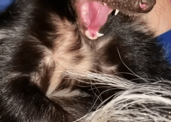 C1310008_Rescued poor skunk stuck under skate ramp then #skunk #rescue…_part2