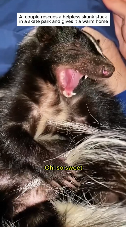 C1310008_Rescued poor skunk stuck under skate ramp then #skunk #rescue…_part2
