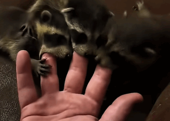 C1310009_couple rescue baby newborn raccoons gave them home #racc…_part2