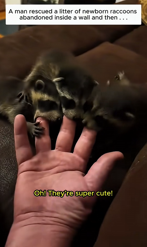C1310009_couple rescue baby newborn raccoons gave them home #racc…_part2