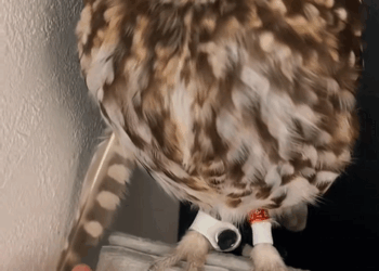 C1310010_Rescued poor baby owl after last night rain #owl #loveanimals #re…_part2