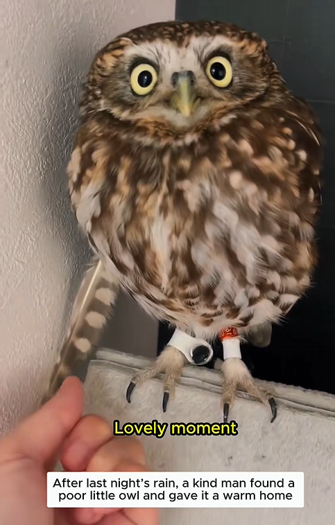 C1310010_Rescued poor baby owl after last night rain #owl #loveanimals #re…_part2