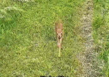 C1310011_helpless fawn was rescued flood #fawn #deer #rescueanima…_part2