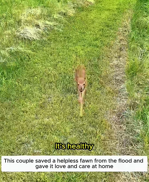 C1310011_helpless fawn was rescued flood #fawn #deer #rescueanima…_part2