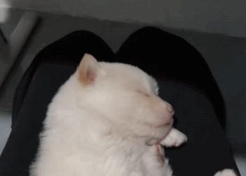 C0210006_Rescue poor puppy #animals #fyp #rescue #save #animalsrescue #puppy_part2