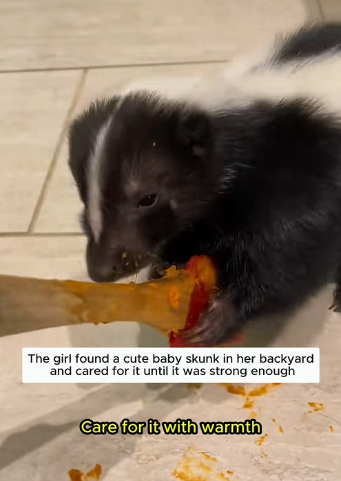 C1310012_Adopted baby skunk got lost in garden #skunk #loveanimals_part2