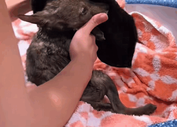 C1310013_Adopting an orphaned wolf pup #wolf #rescueanimals #lovestory #resc…_part2