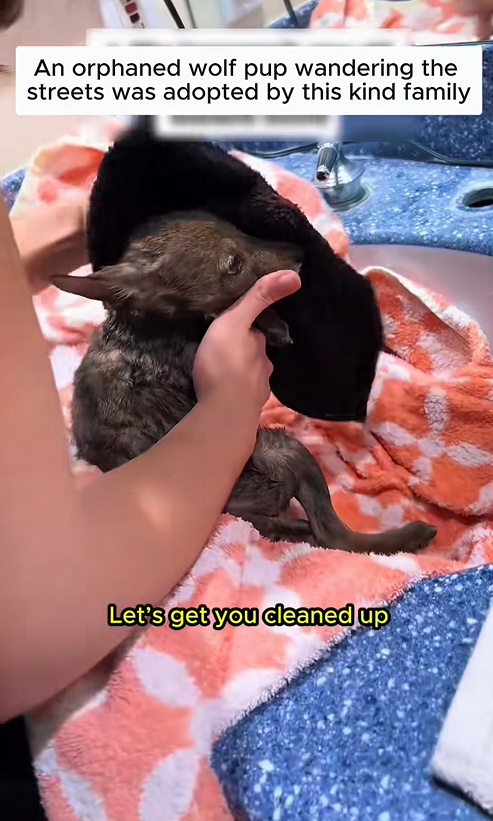 C1310013_Adopting an orphaned wolf pup #wolf #rescueanimals #lovestory #resc…_part2