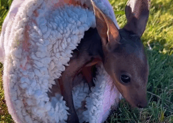 C1310014_Rescuing baby kangaroo after it mother passed away #kangaroo #res…_part2