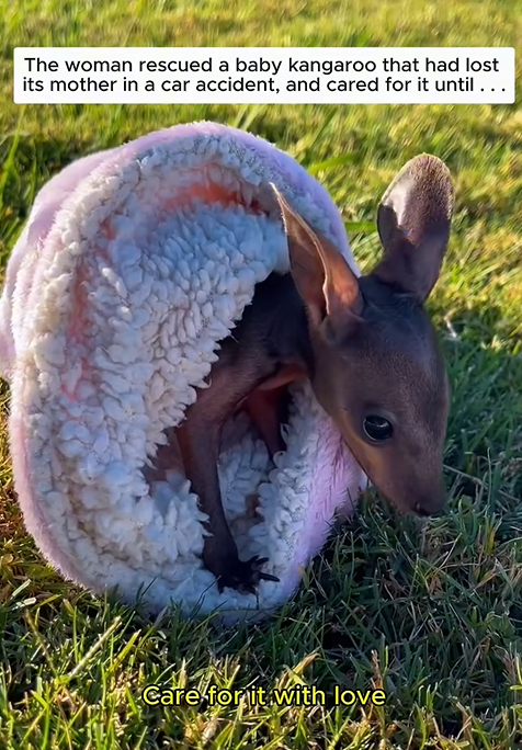 C1310014_Rescuing baby kangaroo after it mother passed away #kangaroo #res…_part2