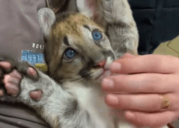 C1310015_An abandoned puma cub #puma #rescueanimals #lovestory #rescue #love…_part2