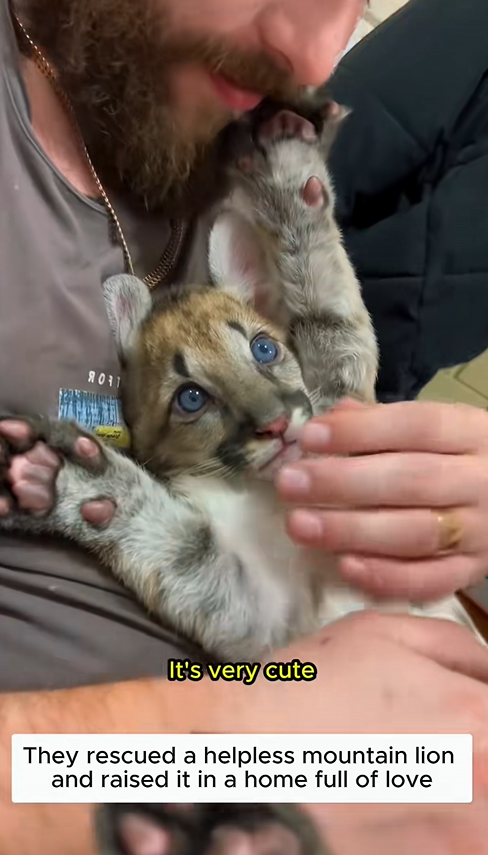 C1310015_An abandoned puma cub #puma #rescueanimals #lovestory #rescue #love…_part2
