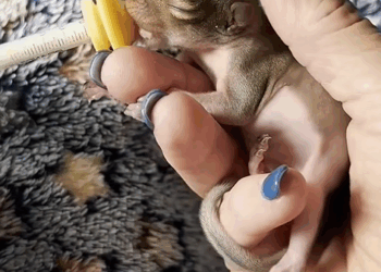 C1310016_Rescuing poor abandoned squirrel #squirrel #squirrelsoftiktok #shor…_part2