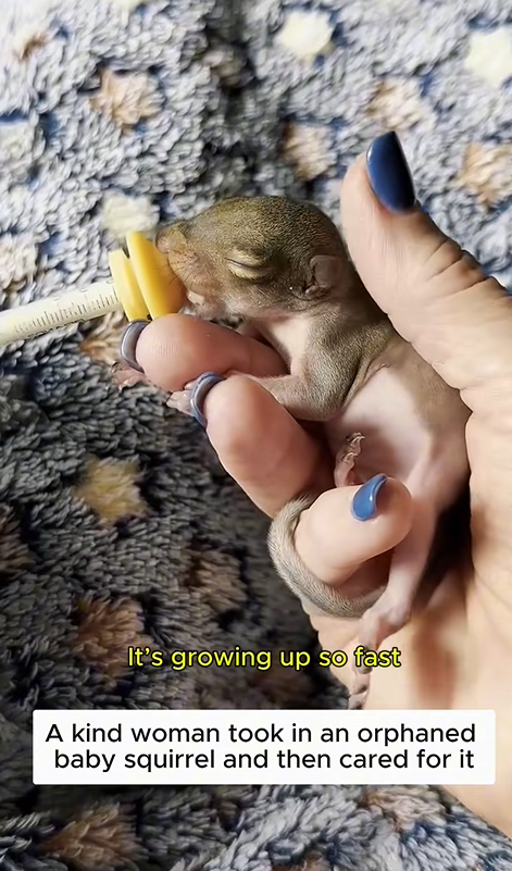 C1310016_Rescuing poor abandoned squirrel #squirrel #squirrelsoftiktok #shor…_part2