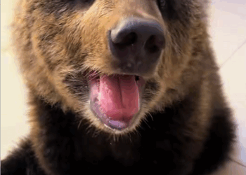 C1310017_Rescue bear cub #bear #bearcub #bearsoftiktok #shorts #pets #petsof…_part2