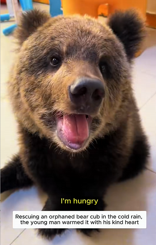 C1310017_Rescue bear cub #bear #bearcub #bearsoftiktok #shorts #pets #petsof…_part2