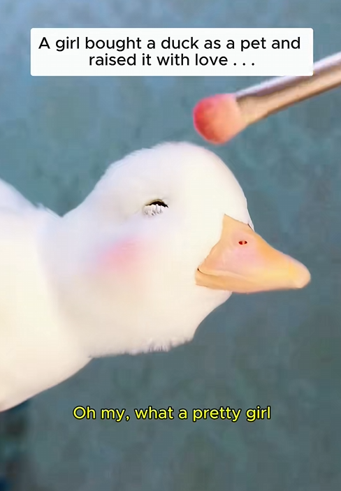 C1310019_Duck pet #duck #ducksoftiktok #shorts #pets #petsoftiktok #lovepet #r…_part2