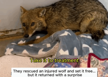 C1310020_Rescuing poor injured wolf #wolf #wolfsoftiktok #shorts #pets #pets…_part2