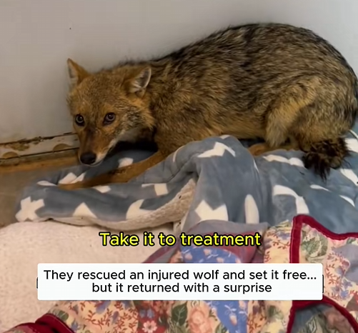 C1310020_Rescuing poor injured wolf #wolf #wolfsoftiktok #shorts #pets #pets…_part2