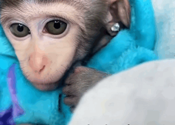 C1310021_Adopted an orphaned monkeys #monkeybaby #monkey #monkeysoftiktok ###s…_part2