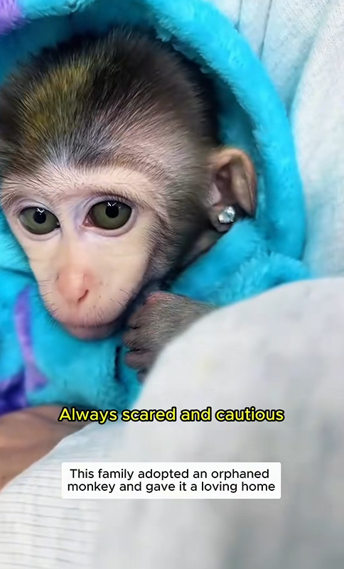 C1310021_Adopted an orphaned monkeys #monkeybaby #monkey #monkeysoftiktok ###s…_part2