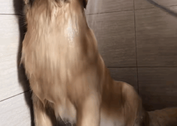 C0210007_Resuce discarded dog #animals #fyp #rescue #animalsrescue #dog_part2