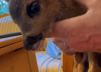 C1310022_family adopted orphaned fawn after finding it lying all alone…_part2