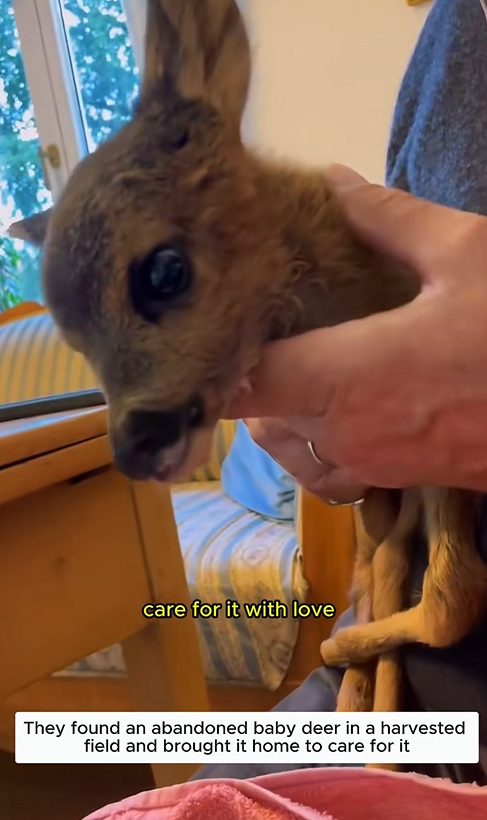C1310022_family adopted orphaned fawn after finding it lying all alone…_part2