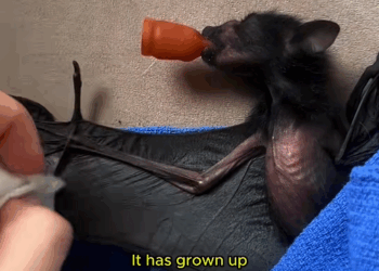 C1310023_kind girl rescues an orphaned baby bat #bat #batsoftiktok #batma…_part2