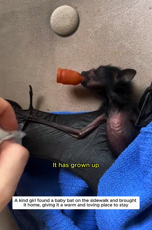 C1310023_kind girl rescues an orphaned baby bat #bat #batsoftiktok #batma…_part2